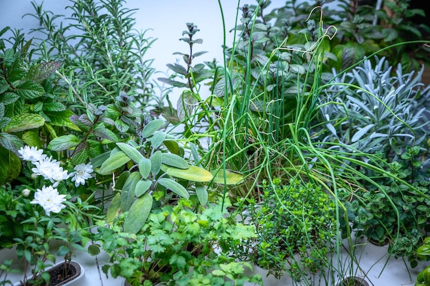 Mixed Aromatic herbs under special lights