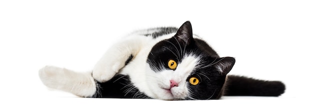 Mixed breed cat lying on side isolated