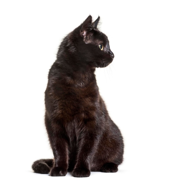 Mixed breed cat sitting against white background