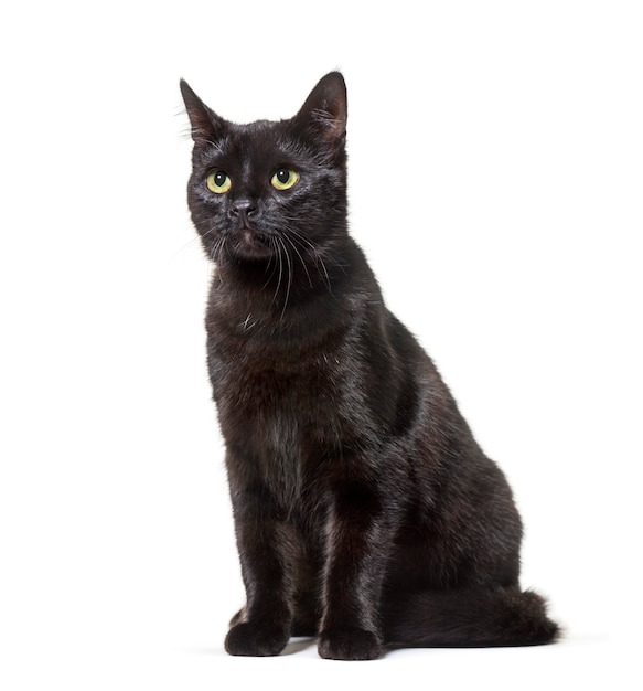 Mixed-breed cat sitting against white surface