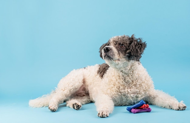 Mixed breed cute dog portrait on blue background