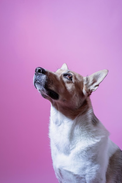 Mixed breed cute dog portrait on pink background