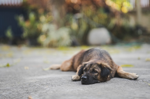 A mixed breed of dark brown Thai dog resting on a cement terrace