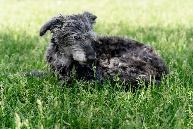 Mixed breed dog bedlington terrier or bedlington whippet senior dog resting on grass pets adoption