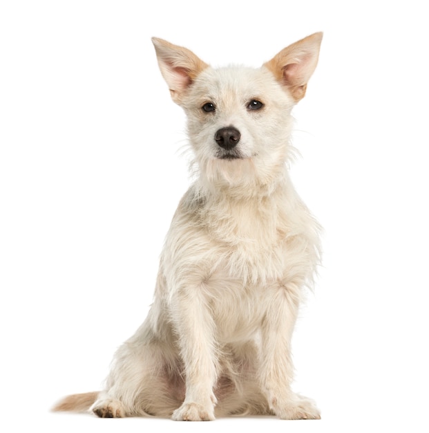 Mixed-breed dog, sitting, isolated on white