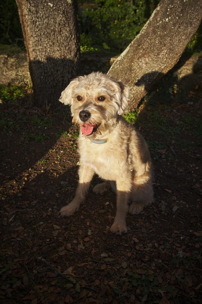 Photo mixed breed dog sitting outdoors