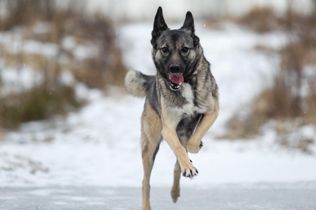 Mixed breed shepherd dog running in winter