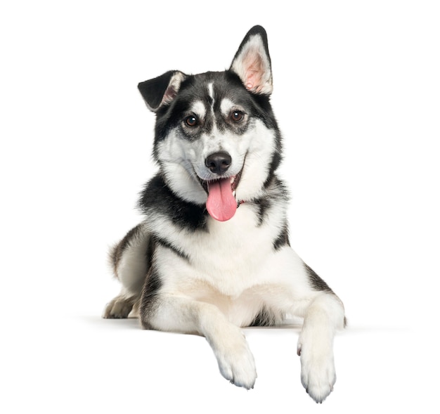 Mixed-breed between Siberian Husky and Labrador Retriever lying in front of white background