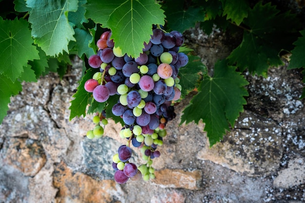 Mixed colored grapes in a vineyard