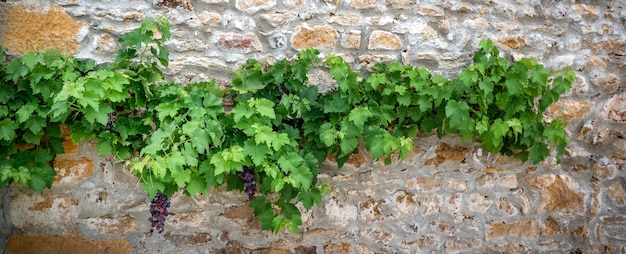 Mixed colored grapes in a vineyard