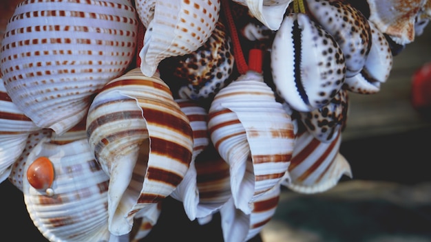 Mixed colorful sea shells as background. Sea shells macro view. Sea shells close up