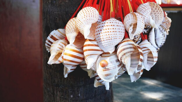 Mixed colorful sea shells