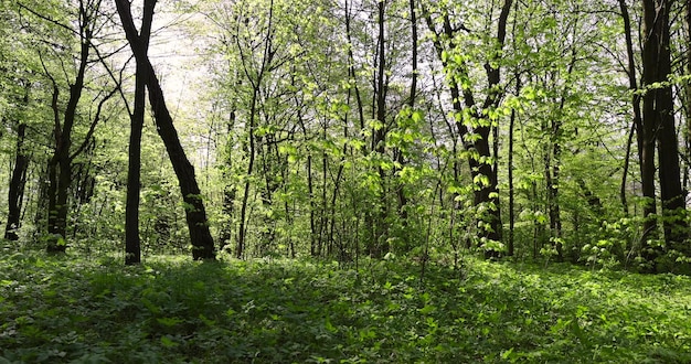 mixed deciduous forest in spring different types of trees