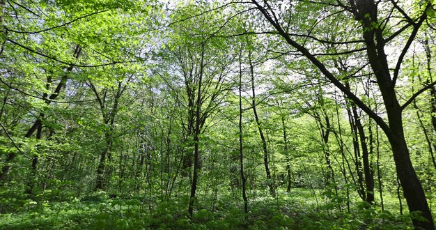 mixed deciduous forest in spring different types of trees