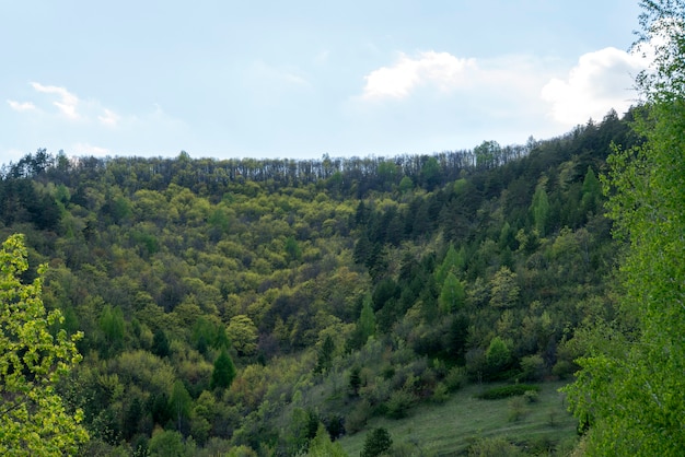 Mixed forest against the sky