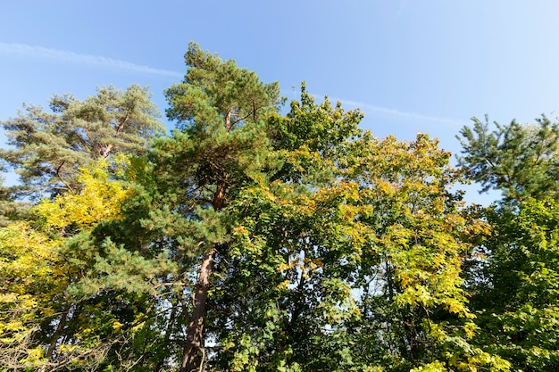 Mixed forest in the autumn season, coniferous trees