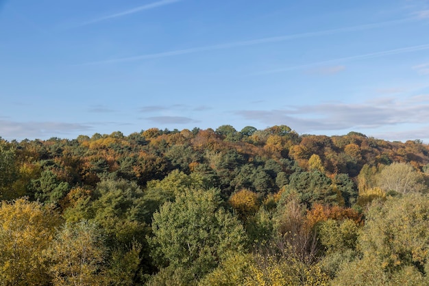 Mixed forest in the autumn season with different deciduous trees