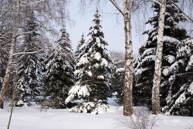 Mixed forest in winter snow