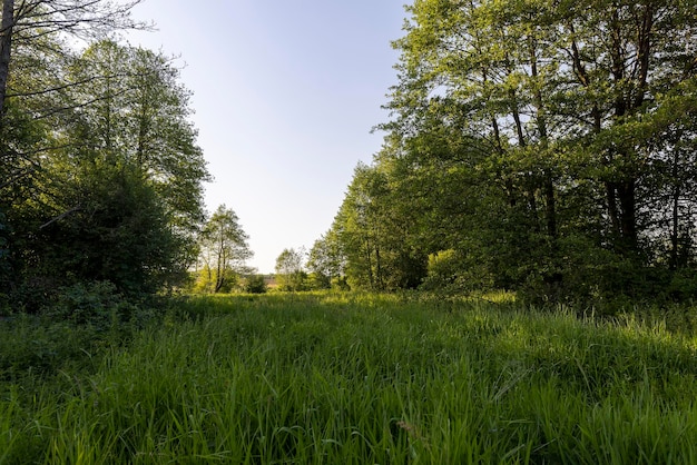 mixed forest with large and old trees before sunset nature in the forest in the summer