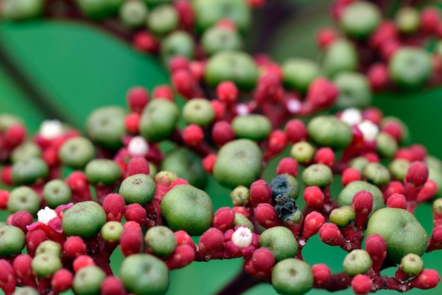 Mixed fruit like glass bead