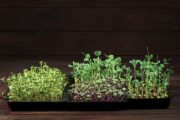 Mixed microgreens in box on wooden table