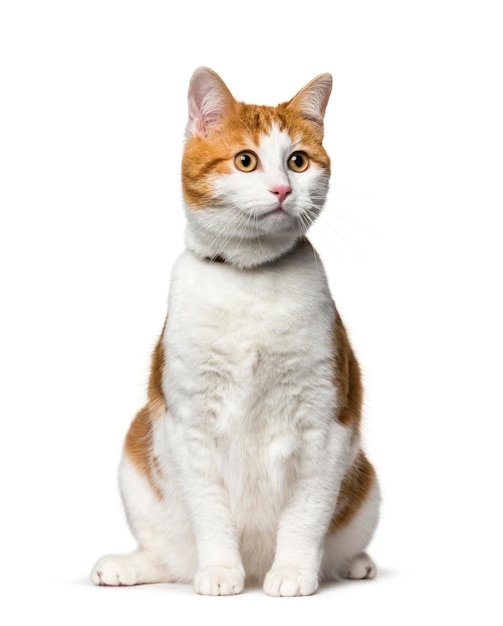 Mixedbreed cat sitting against white background