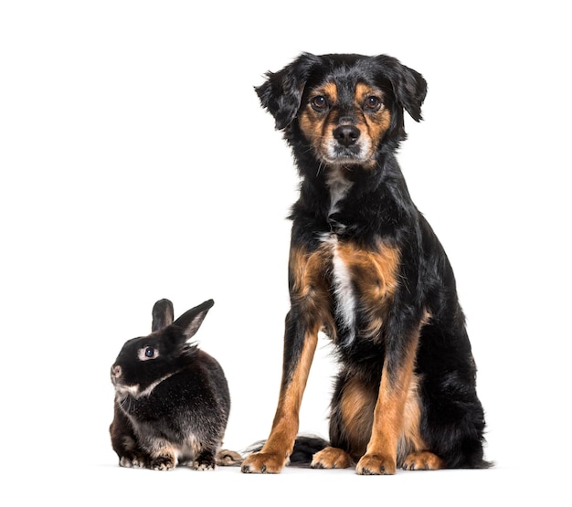 Mixedbreed dog and a rabbit sitting against white background