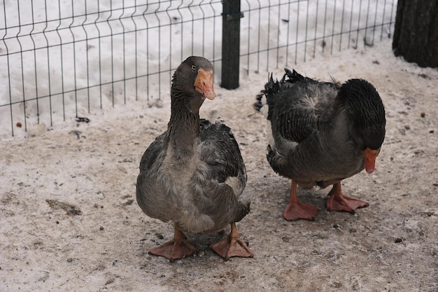 Mmmgrey geese in a cage in a pen