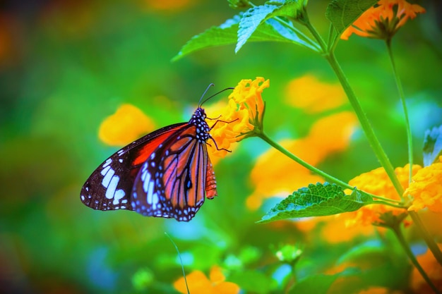 Moarch butterfly resting on the flower plant