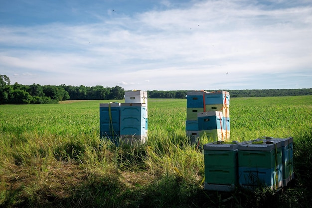 Mobile apiary in a field with flowers Beehives in the apiary