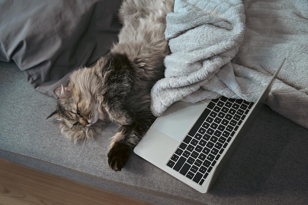 Mockup computer laptop and lovely cat on comfortable sofa