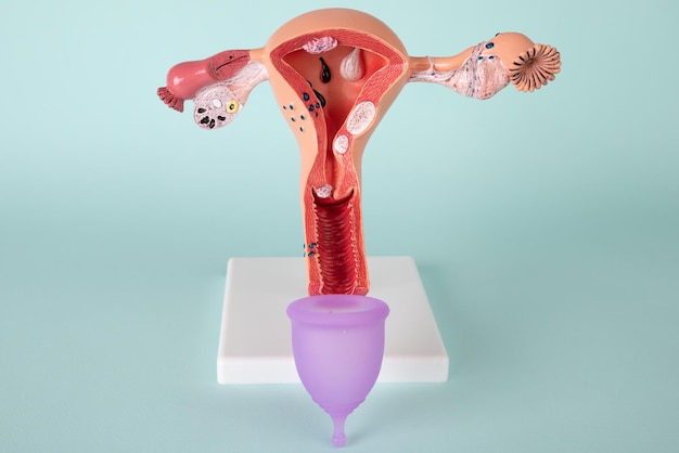 Mockup of female reproductive system and pink menstrual cup on blue background Concept of a novelty of a medical vaginal bowl for discharge during menstruation in a girl