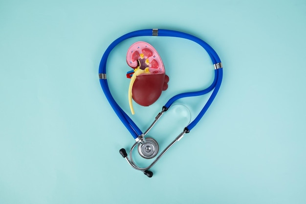 Mockup kidney and stethoscope lies on a blue background