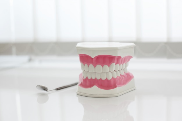 Model of artificial jaw on the table in the dental office