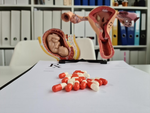 Model of the embryo and anatomy of uterus fetus and medicine