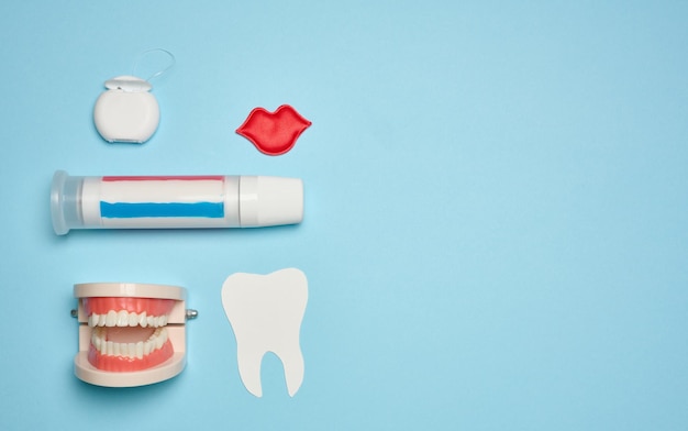 Model of a human jaw with white teeth dental floss and toothpaste on a blue background top view