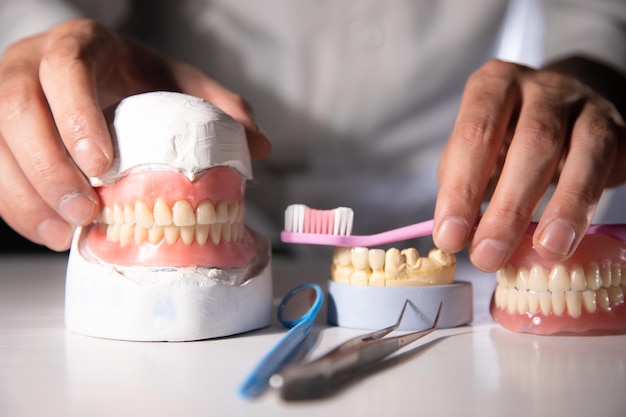 Model of teeth and gums of a dentist