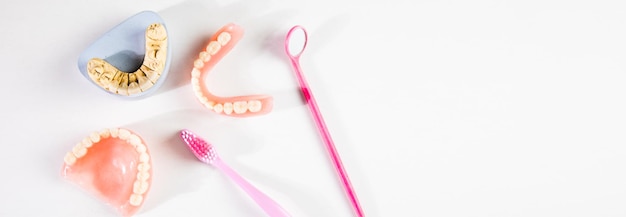 Model of teeth and gums of a dentist