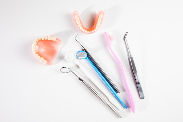 Model of teeth and gums of a dentist