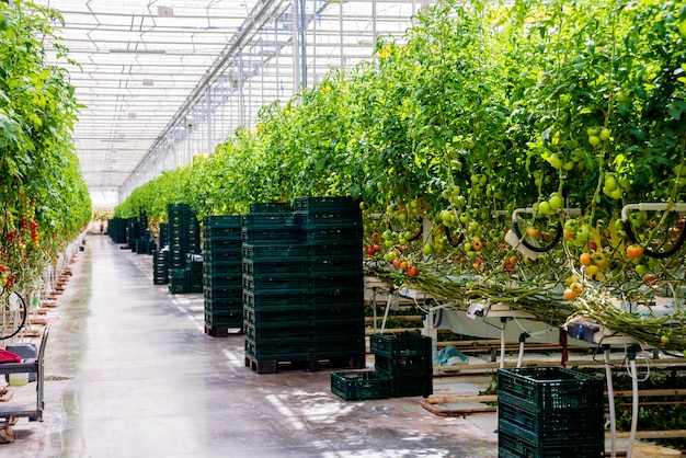 Modern greenhouse with tomato plants.