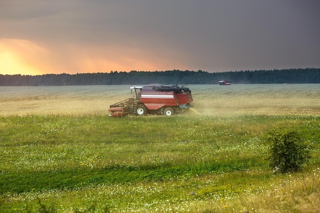 Modern heavy harvester removes the ripe wheat bread in field before the storm Seasonal agricultural work