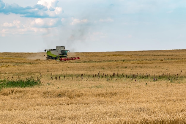 Modern heavy harvester removes the ripe wheat bread in field Seasonal agricultural work