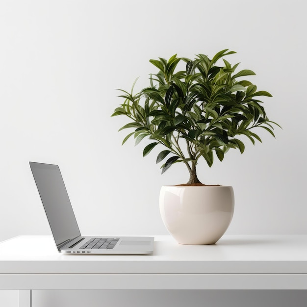 Modern minimal desk plant and laptop with a white background