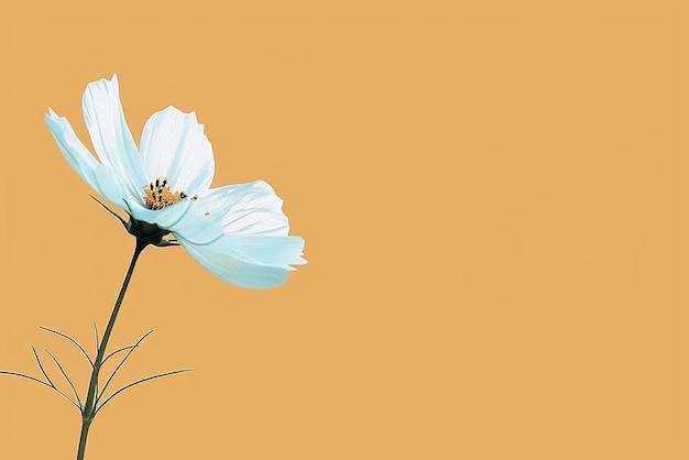 Modern minimalist flower desktop wallpaper design with a fresh look