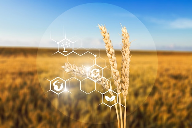 Modern and smart agriculture applications, the field of a wheat