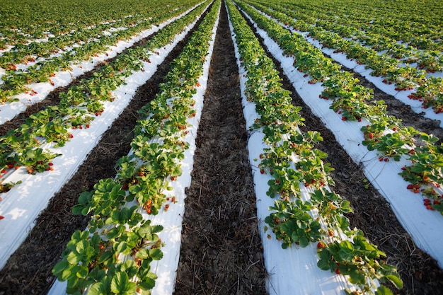 Modern strawberry field on an eco farm in the open ground