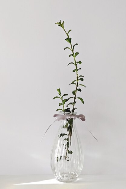 Photo modern transparent glass vase with plant on white wall