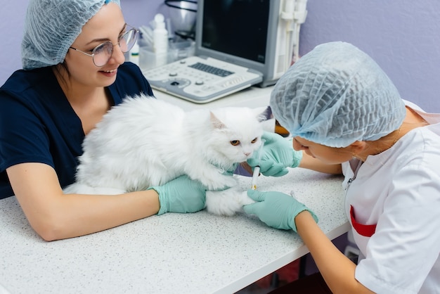 In a modern veterinary clinic, a thoroughbred cat is examined and treated on the table. Veterinary clinic.