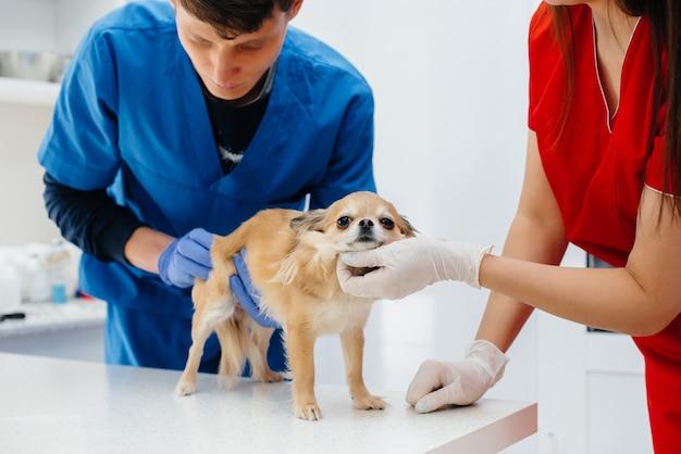 In a modern veterinary clinic, a thoroughbred Chihuahua is examined and treated on the table. Veterinary clinic