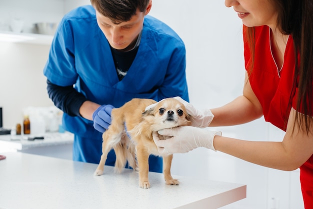 In a modern veterinary clinic, a thoroughbred Chihuahua is examined and treated on the table. Veterinary clinic.